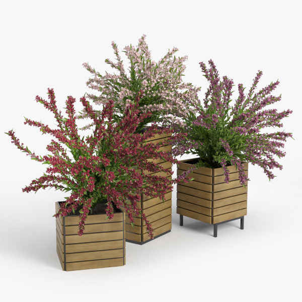 Weigela wooden planter with flowers