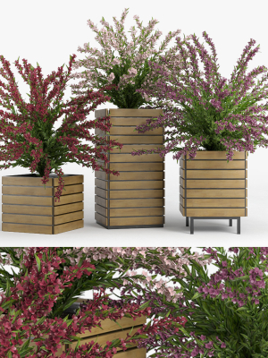 Weigela wooden planter with flowers