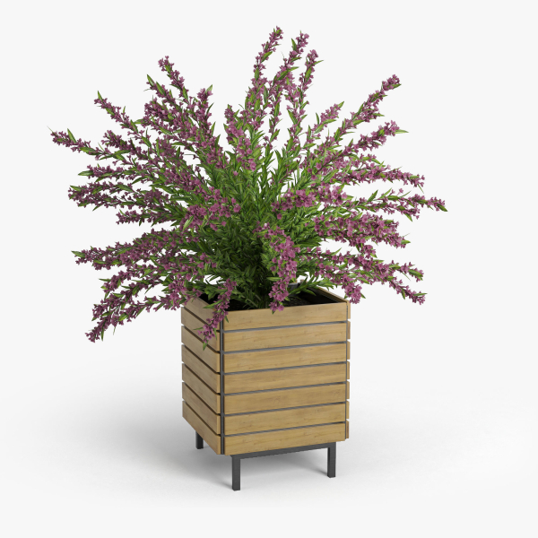 Weigela wooden planter with flowers