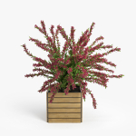 Weigela wooden planter with flowers