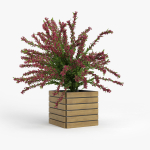 Weigela wooden planter with flowers