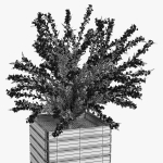 Weigela wooden planter with flowers