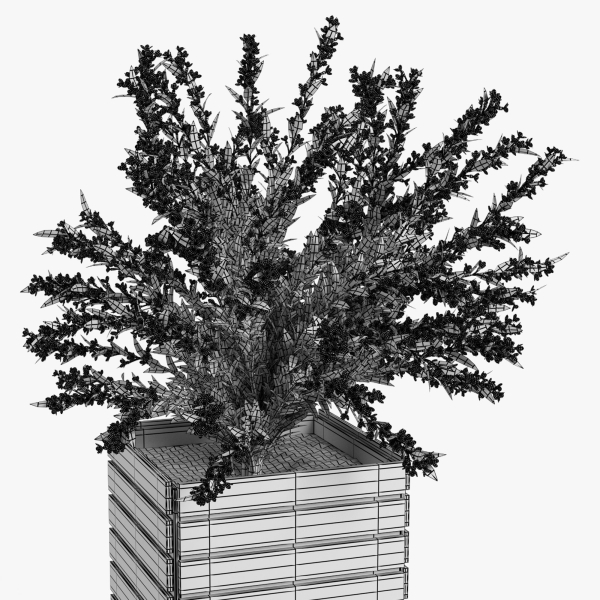 Weigela wooden planter with flowers