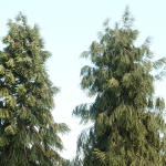 West Himalayan Spruce Trees Collection vol 47