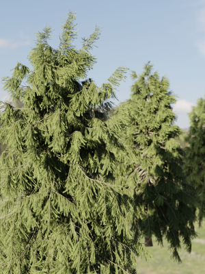 west-himalayan-spruce-trees-collection-vol-47-3d-model-488e3c13d2