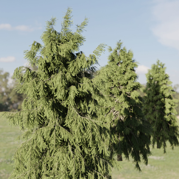 West Himalayan Spruce Trees Collection vol 47