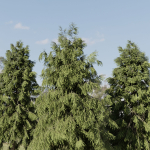 West Himalayan Spruce Trees Collection vol 47