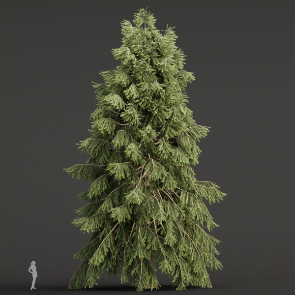 West Himalayan Spruce Trees Collection vol 47