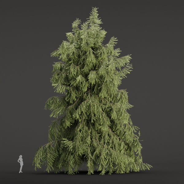 West Himalayan Spruce Trees Collection vol 47