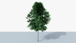 White Birch v1
