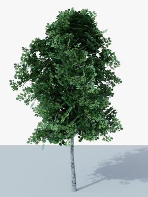 White Birch v1