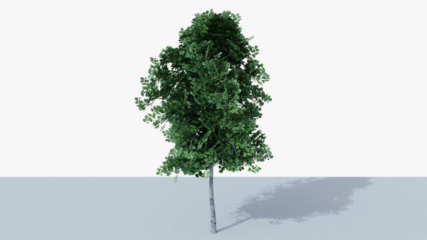 White Birch v1