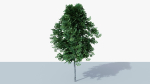White Birch v1