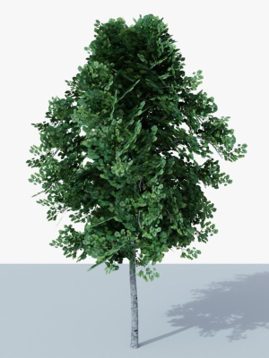 white-birch-v1-3d-model-5a3379175c