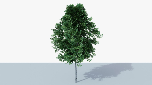 White Birch v1