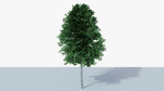 White Birch v1