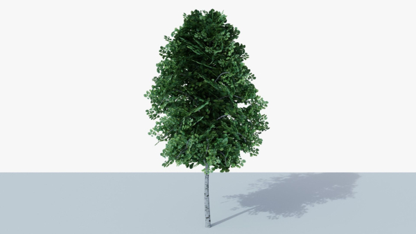 White Birch v1