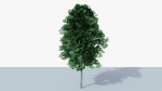 White Birch v1