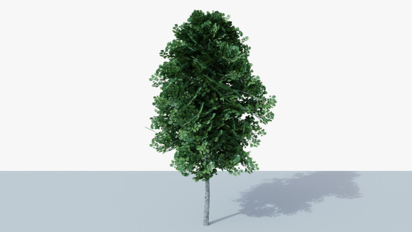 White Birch v1