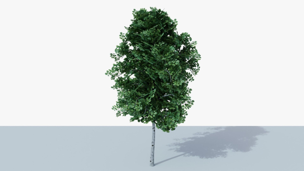 White Birch v1