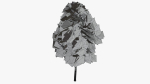White Birch v1