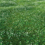 white Clover lawn