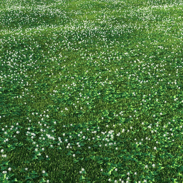 white Clover lawn