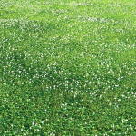 white Clover lawn