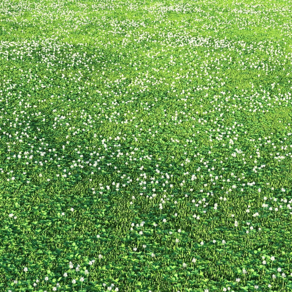 white Clover lawn