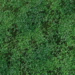 white Clover lawn