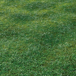 white Clover lawn