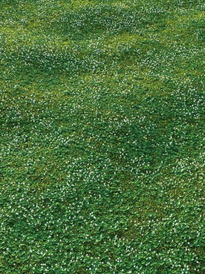 white Clover lawn