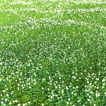 white Clover lawn