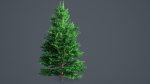 White Fir - Abies Concolor pack with LODs