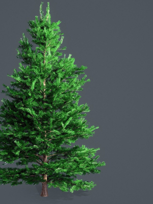 white-fir-abies-concolor-pack-with-lods-3d-model-low-poly-obj-fbx-blend