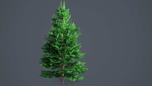 White Fir - Abies Concolor pack with LODs