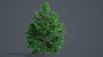 White Fir - Abies Concolor pack with LODs