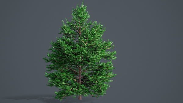 White Fir - Abies Concolor pack with LODs