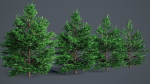 White Fir - Abies Concolor pack with LODs