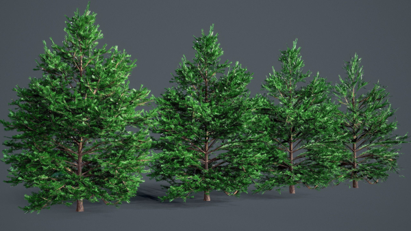 White Fir - Abies Concolor pack with LODs