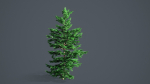 White Fir - Abies Concolor pack with LODs