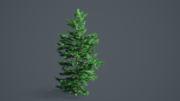 White Fir - Abies Concolor pack with LODs