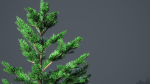 White Fir - Abies Concolor pack with LODs