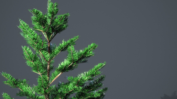 White Fir - Abies Concolor pack with LODs