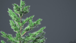 White Fir - Abies Concolor pack with LODs