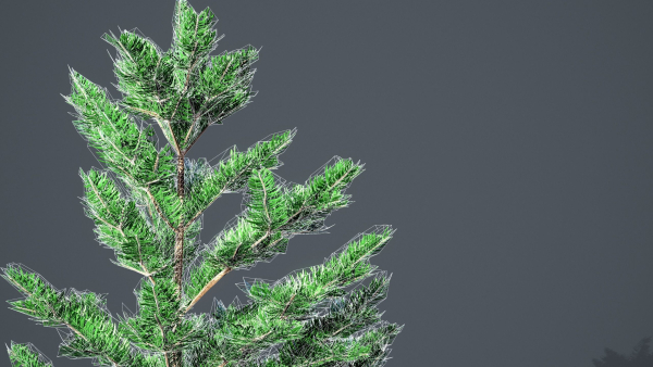 White Fir - Abies Concolor pack with LODs