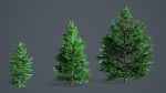 White Fir - Abies Concolor pack with LODs