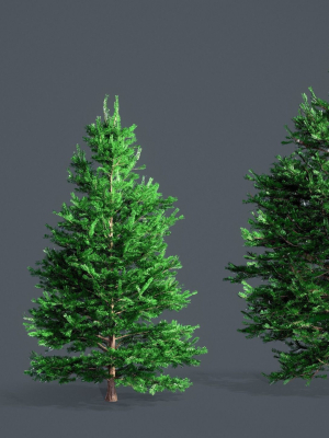 White Fir - Abies Concolor pack with LODs