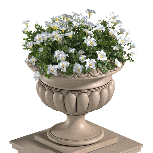 White Flowers in a classic Flowerpot for Decorating the Facade