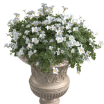 White flowers in a classic vase for decorating the facade